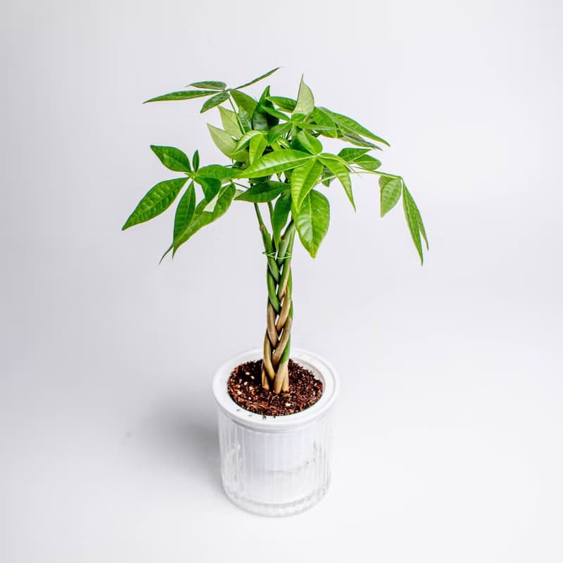 馬拉巴栗植栽 發財樹 免澆水盆栽 室內植物 觀葉植物 辦公室小物
