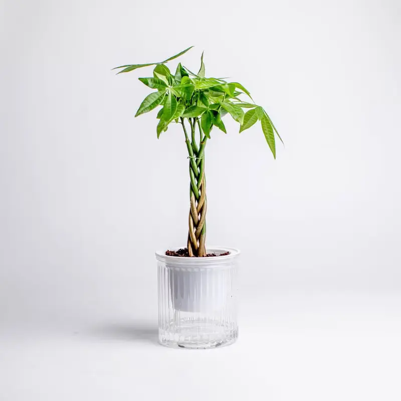 馬拉巴栗植栽 發財樹 免澆水盆栽 室內植物 觀葉植物 辦公室小物
