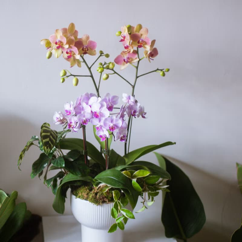 粉綠蘭花中型盆栽 | 榮升 | 開幕送禮 | 居家佈置
