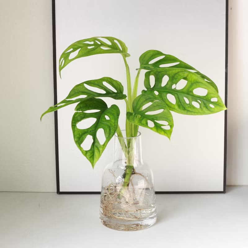 新品特價 水培植栽│洞洞蔓綠絨_室內植物 辦公室盆栽  植栽盆栽