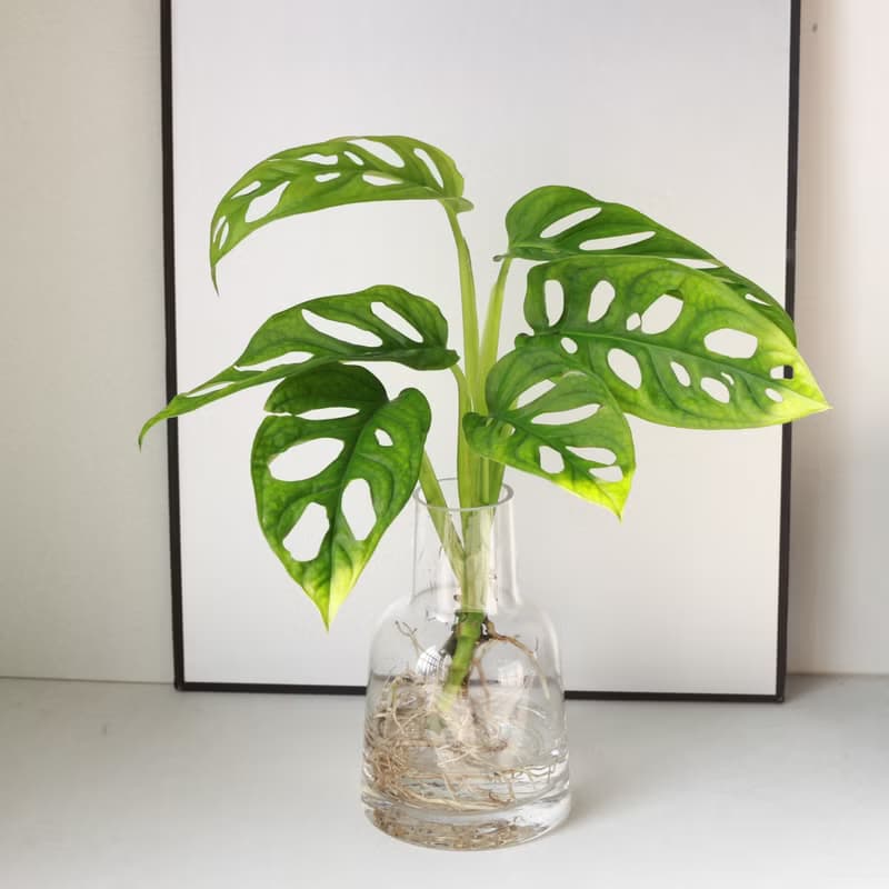 新品特價 水培植栽│洞洞蔓綠絨_室內植物 辦公室盆栽  植栽盆栽