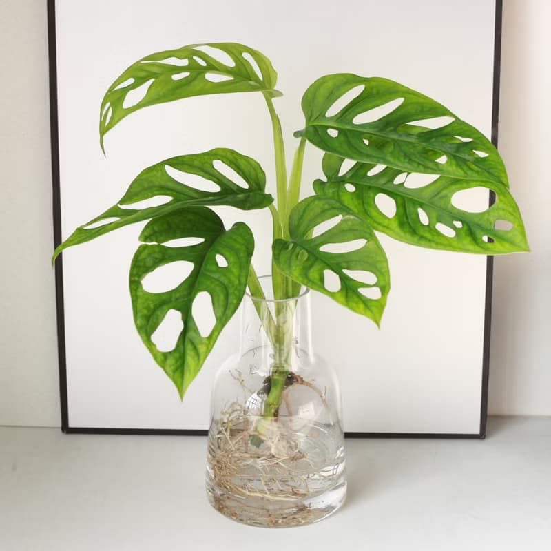新品特價 水培植栽│洞洞蔓綠絨_室內植物 辦公室盆栽  植栽盆栽