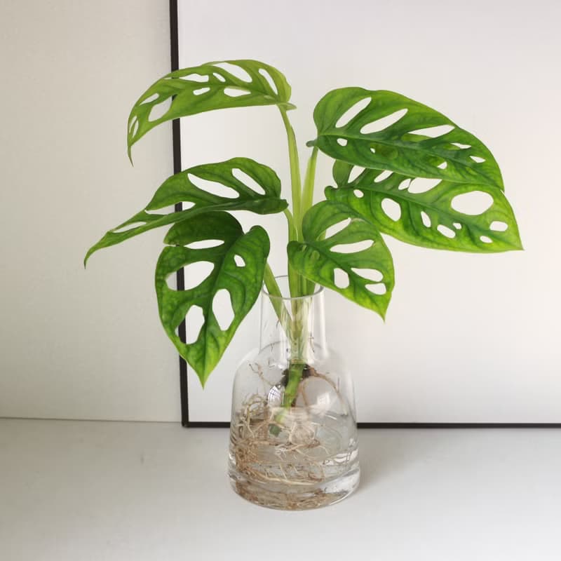 新品特價 水培植栽│洞洞蔓綠絨_室內植物 辦公室盆栽  植栽盆栽
