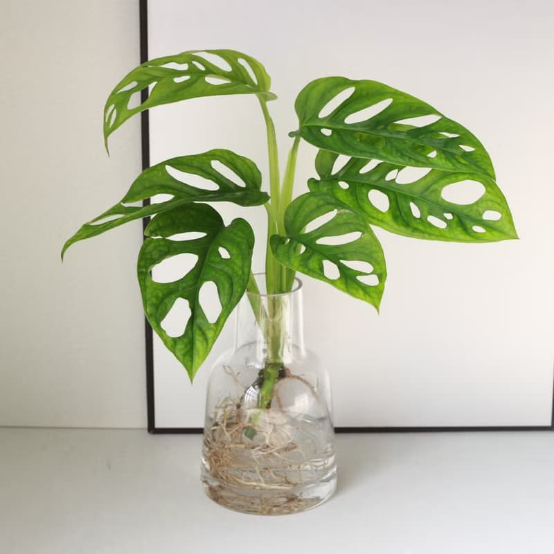 新品特價 水培植栽│洞洞蔓綠絨_室內植物 辦公室盆栽  植栽盆栽