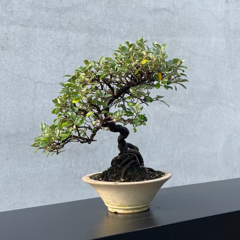 小品盆栽-小葉銀梧 盆景 送禮