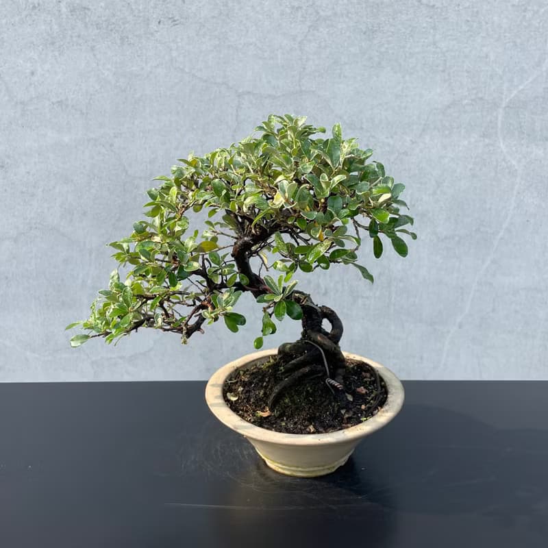 小品盆栽-小葉銀梧 盆景 送禮