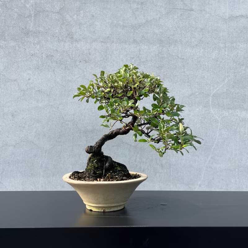 小品盆栽-小葉銀梧 盆景 送禮