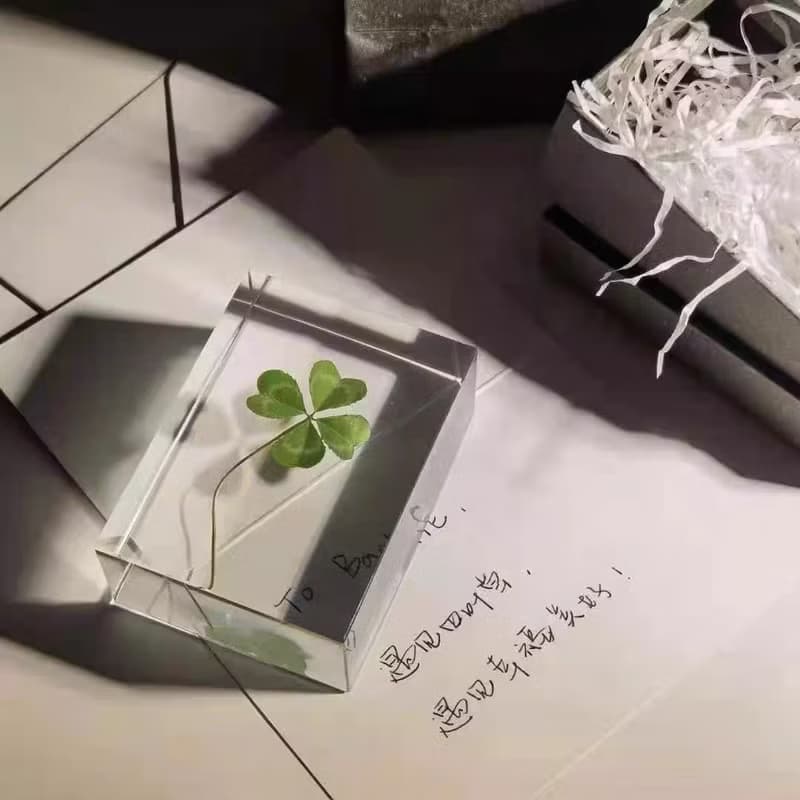 幸運草標本/真實的四葉草