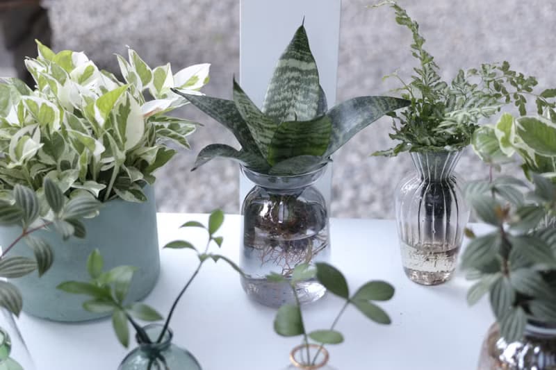 水培植栽│短葉虎尾蘭_室內植物 辦公室盆栽 店內擺設 植物  禮物