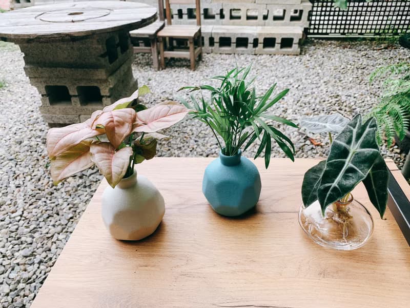 水培植栽 l 粉紅佳人_室內植物 辦公室盆栽 店內擺設  植物  禮物
