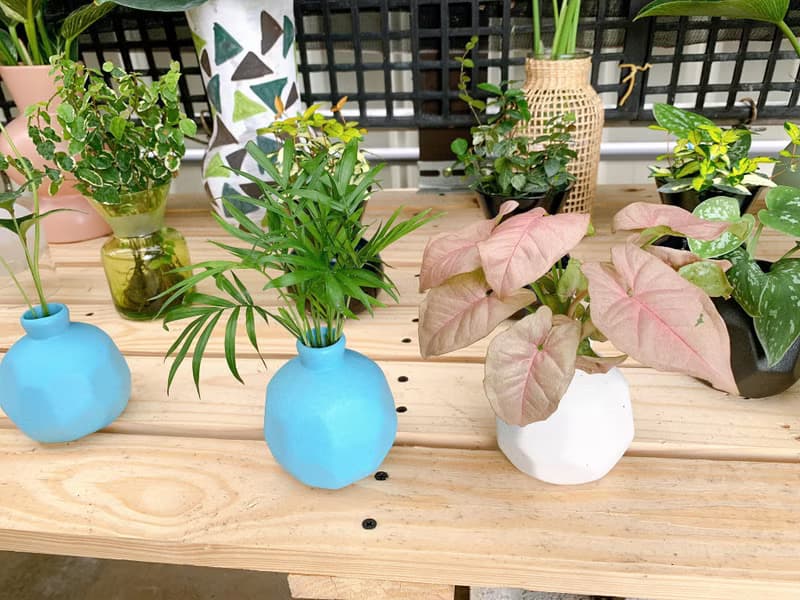 水培植栽 l 粉紅佳人_室內植物 辦公室盆栽 店內擺設  植物  禮物