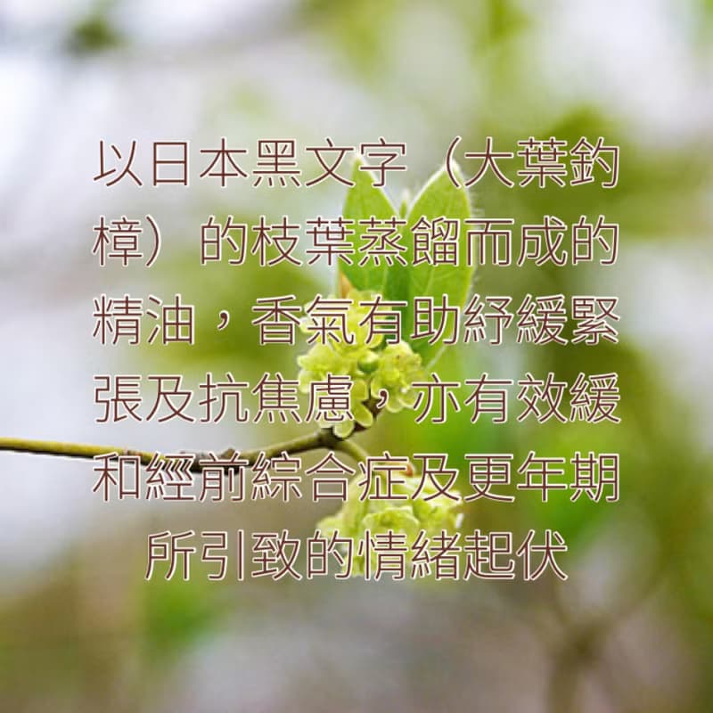 木露 黑文字精油