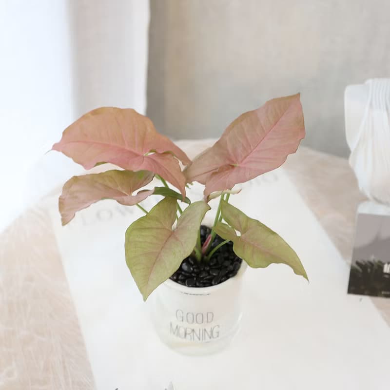 PD174粉紅合果芋吸水盆栽 / 室內植物