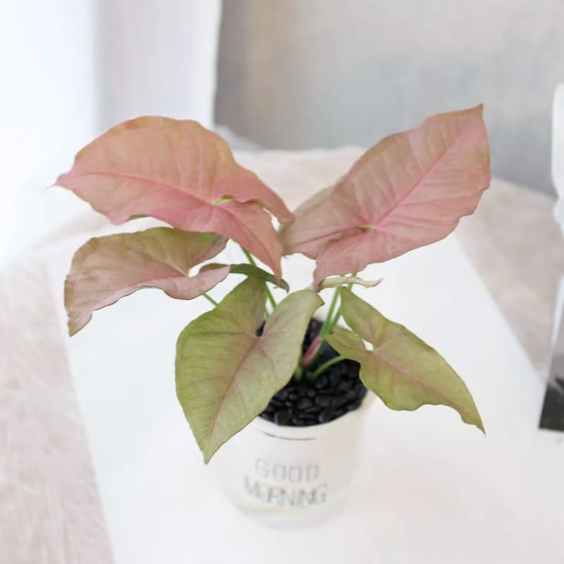 PD174粉紅合果芋吸水盆栽 / 室內植物