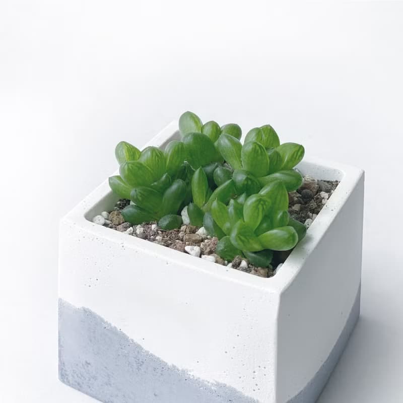 (現貨) 莫蘭迪紫系列 | 肥肥的! 姬玉蟲 水晶殿 方形水泥多肉植栽
