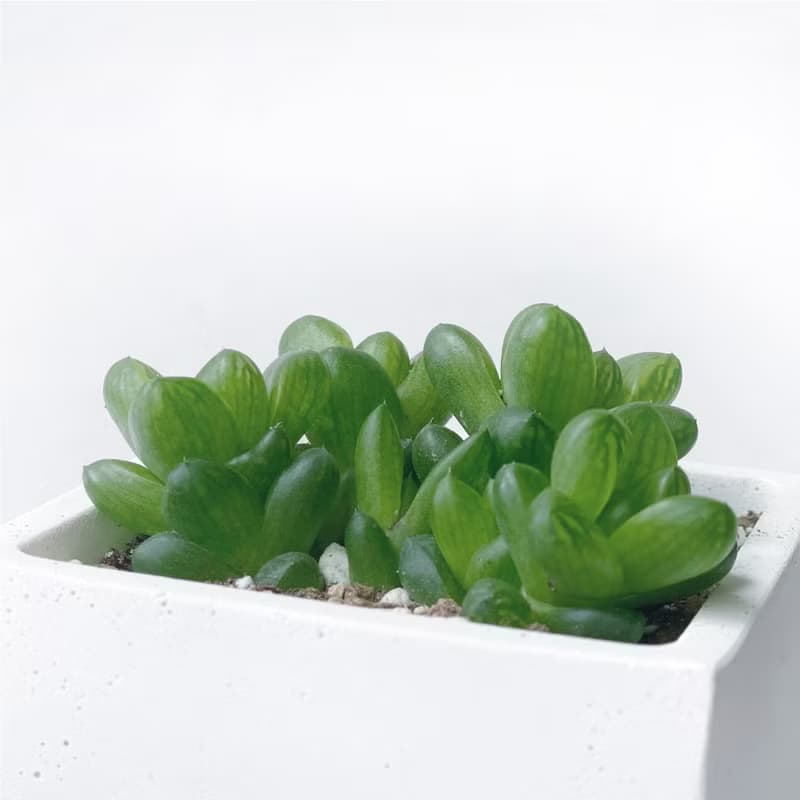 (現貨) 莫蘭迪紫系列 | 肥肥的! 姬玉蟲 水晶殿 方形水泥多肉植栽