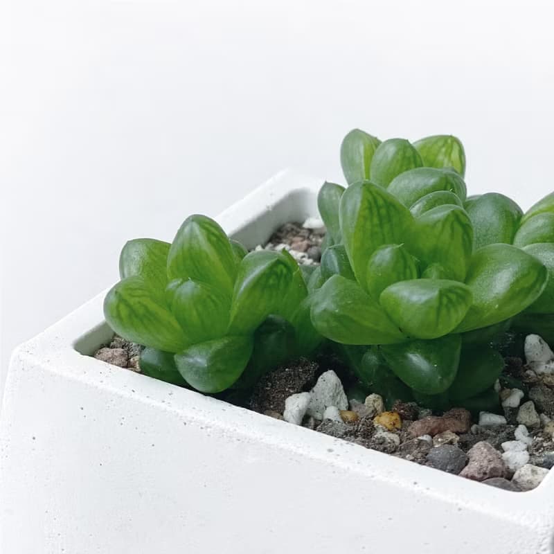 (現貨) 莫蘭迪紫系列 | 肥肥的! 姬玉蟲 水晶殿 方形水泥多肉植栽