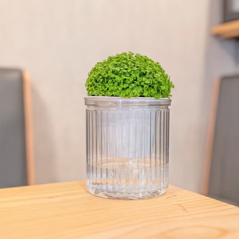 冰淇淋捲柏 免澆水盆栽 室內植物 觀葉植物  禮物 辦公室小物