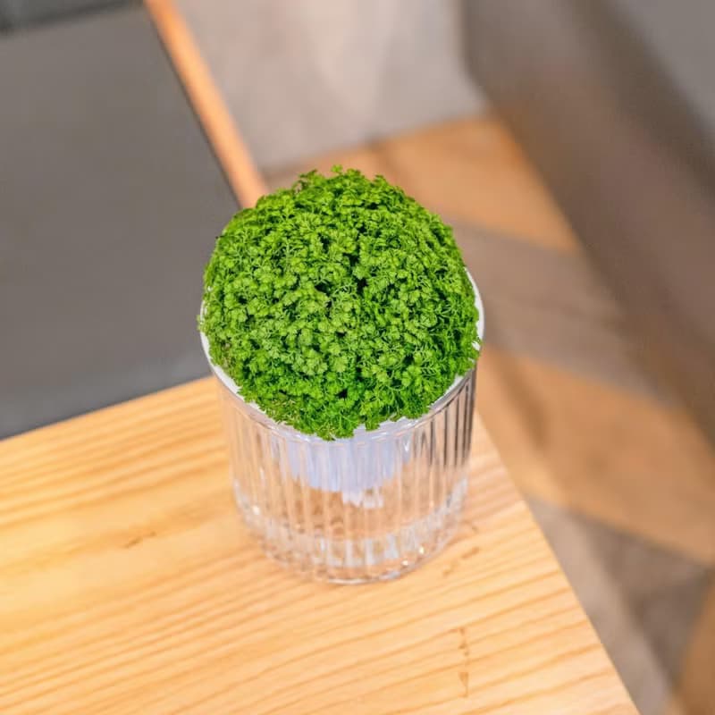 冰淇淋捲柏 免澆水盆栽 室內植物 觀葉植物  禮物 辦公室小物