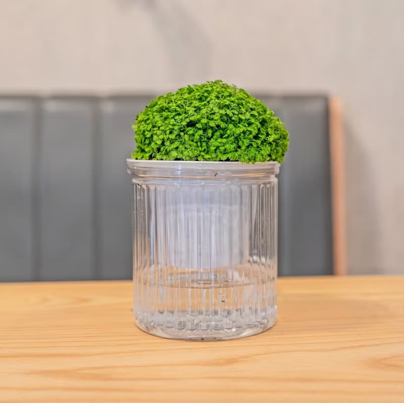 冰淇淋捲柏 免澆水盆栽 室內植物 觀葉植物  禮物 辦公室小物