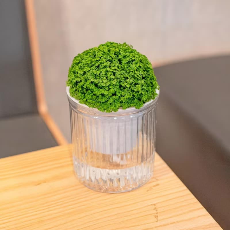 冰淇淋捲柏 免澆水盆栽 室內植物 觀葉植物  禮物 辦公室小物