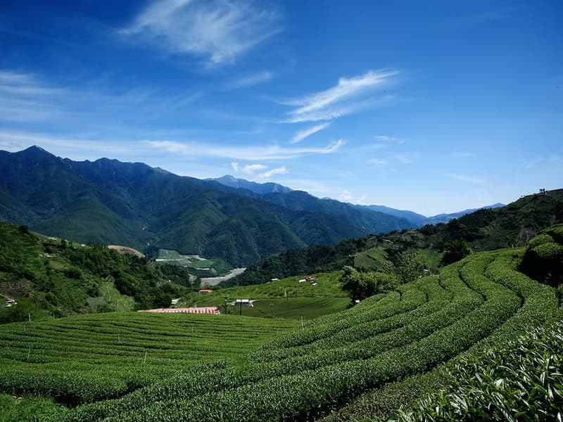 環保補充包 梨山黑森林霞光171頂級紅茶, 75克