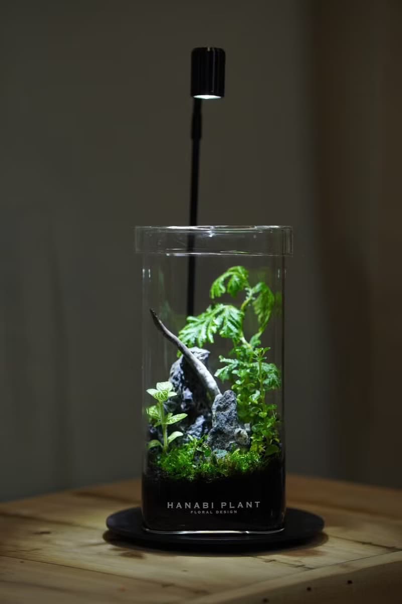 【訂製】蕨醒經典生態瓶-經典方直筒