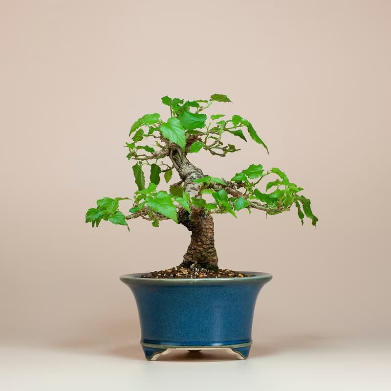 【日本植物】日本盆栽 造型盆景 精品盆栽