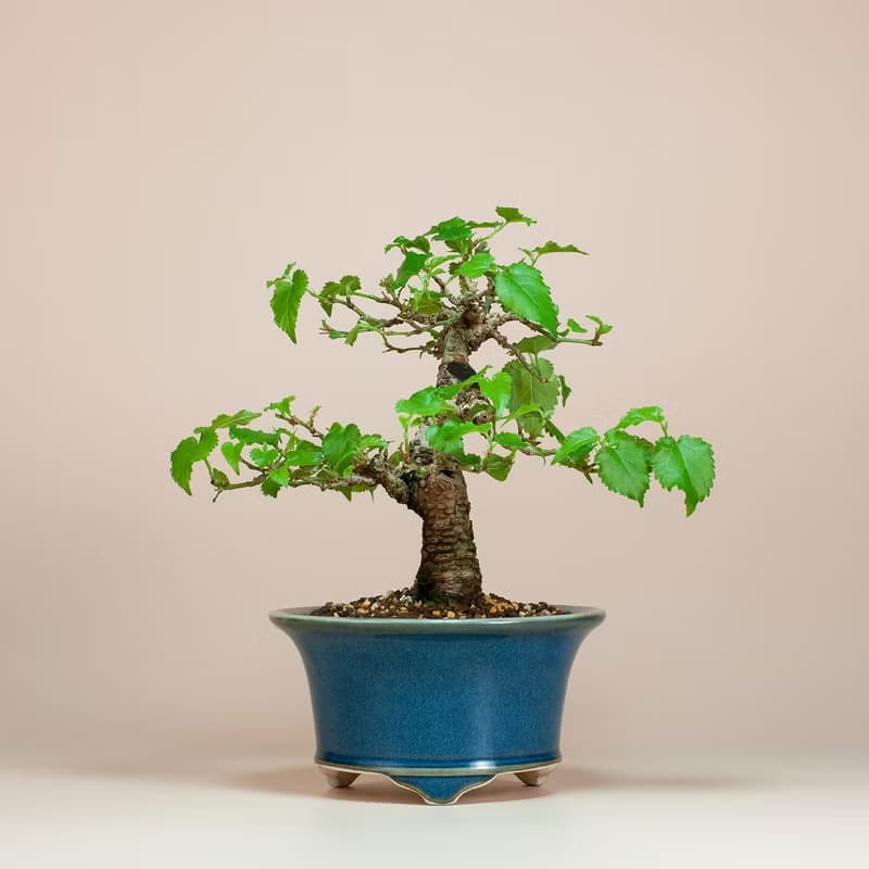 【日本植物】日本盆栽 造型盆景 精品盆栽