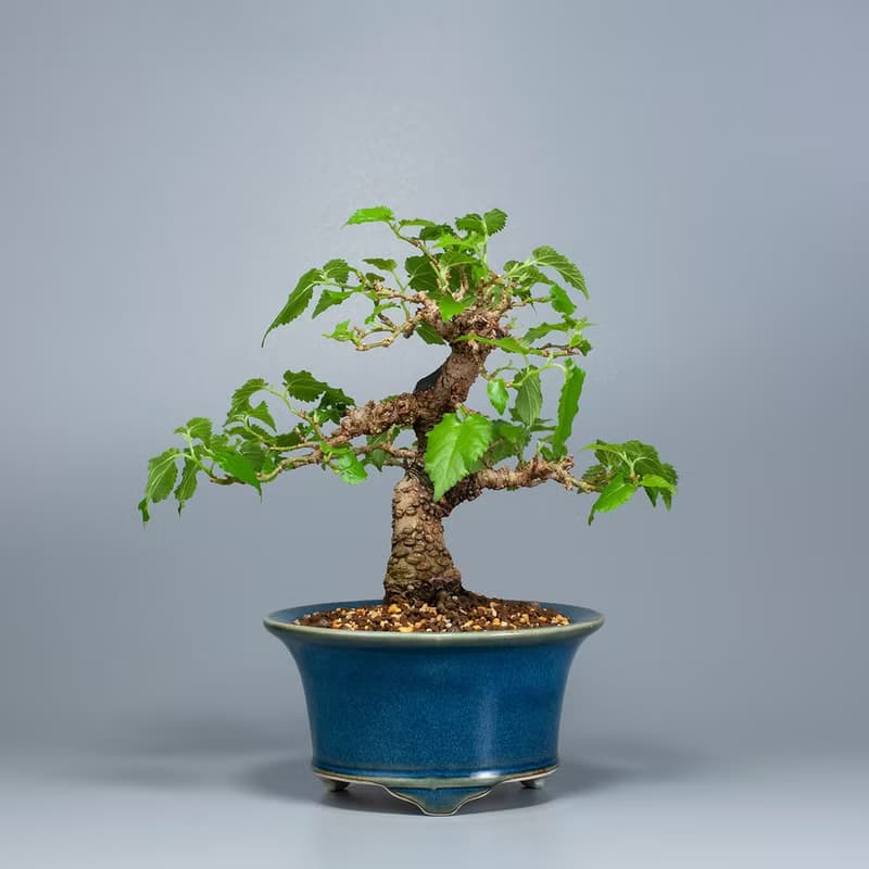 【日本植物】日本盆栽 造型盆景 精品盆栽