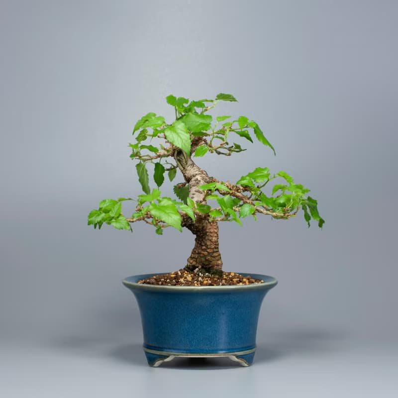 【日本植物】日本盆栽 造型盆景 精品盆栽