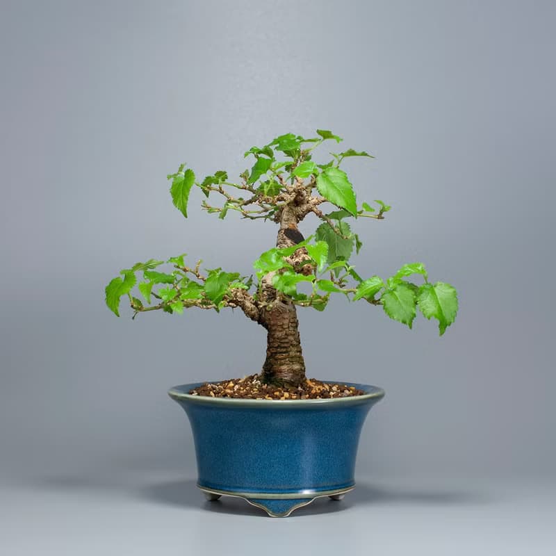 【日本植物】日本盆栽 造型盆景 精品盆栽