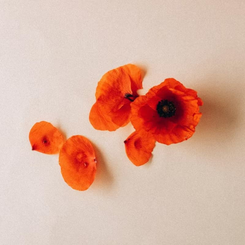 BERDOUES 1902摩登雅致淡香水 | 紅罌粟&裸麥