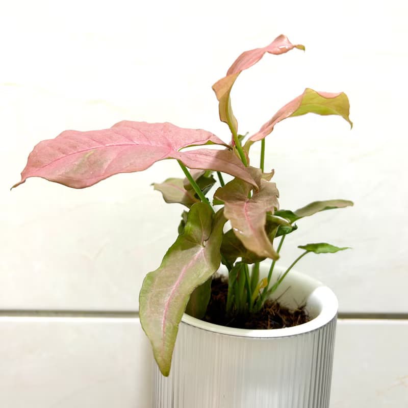 粉紅佳人合果芋 自動吸水盆栽 療癒系居家植物