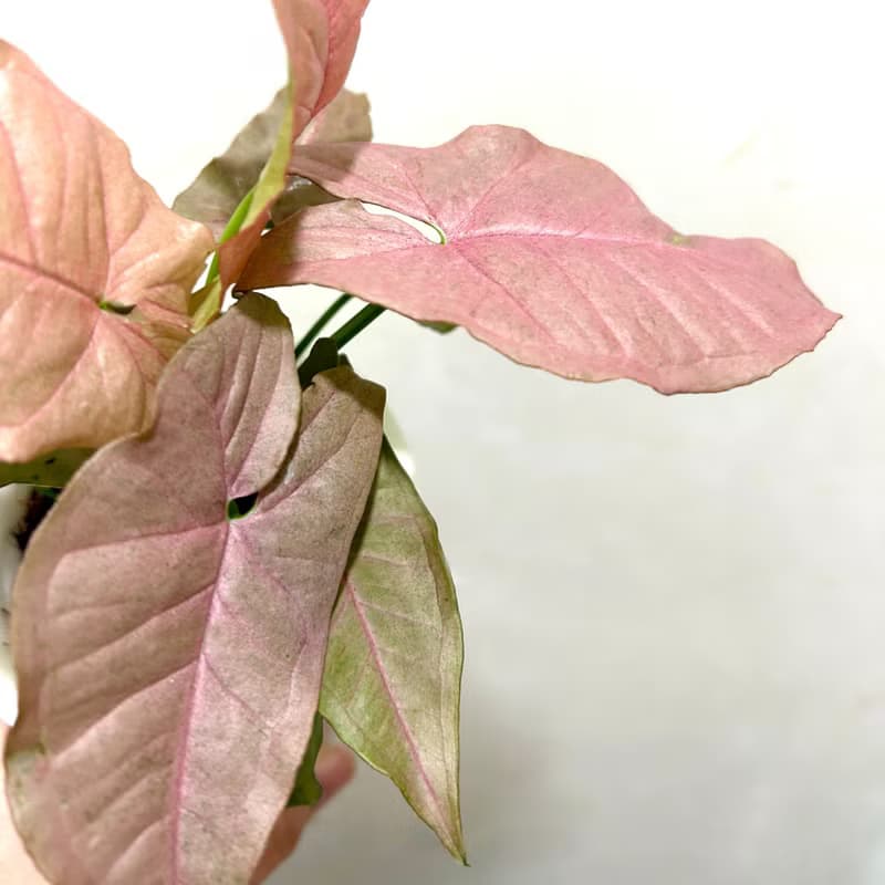 粉紅佳人合果芋 自動吸水盆栽 療癒系居家植物
