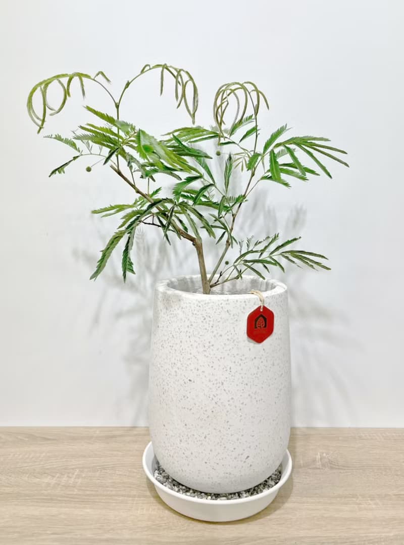 小豆樹|日本當紅室內植物|寵物友善|【新竹地區限定免運】落地型