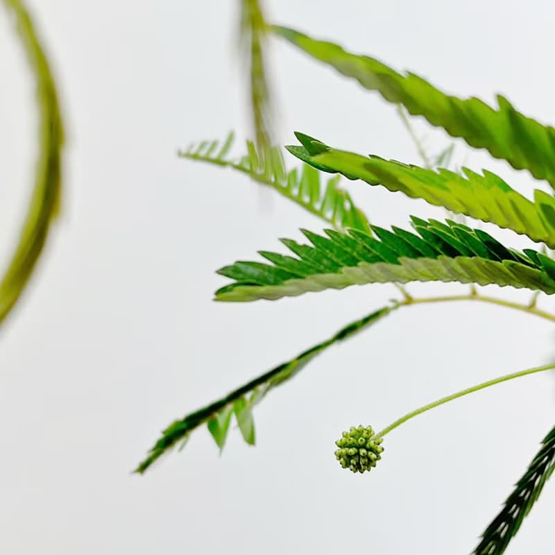 小豆樹|日本當紅室內植物|寵物友善|【新竹地區限定免運】落地型