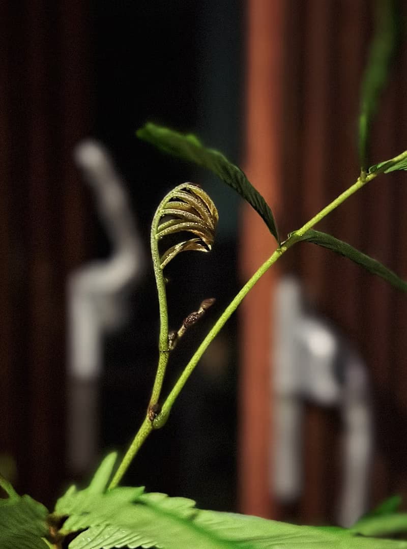 小豆樹|日本當紅室內植物|寵物友善|【新竹地區限定免運】落地型