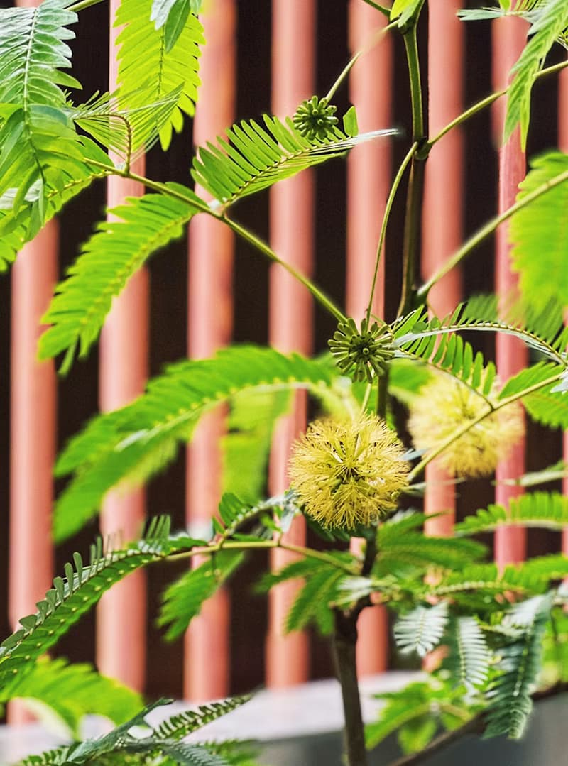 小豆樹|日本當紅室內植物|寵物友善|【新竹地區限定免運】落地型