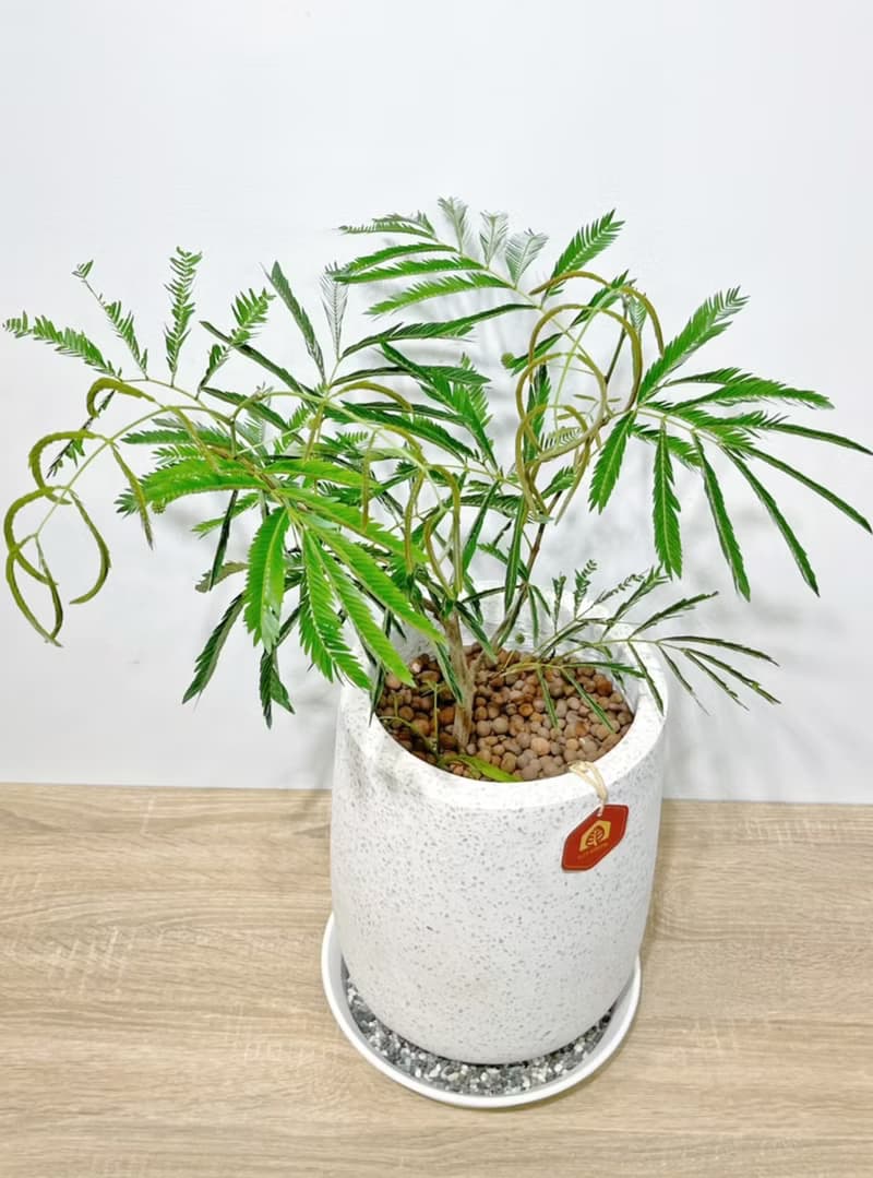 小豆樹|日本當紅室內植物|寵物友善|【新竹地區限定免運】落地型
