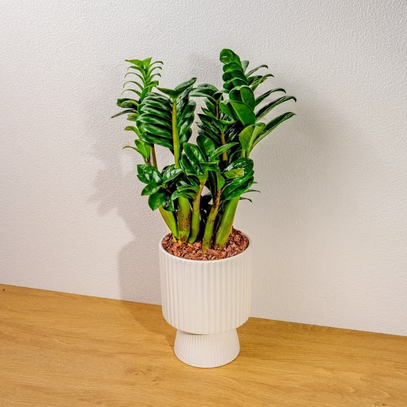 金錢樹白色高腳陶盆 桌上盆栽 室內植物 禮物