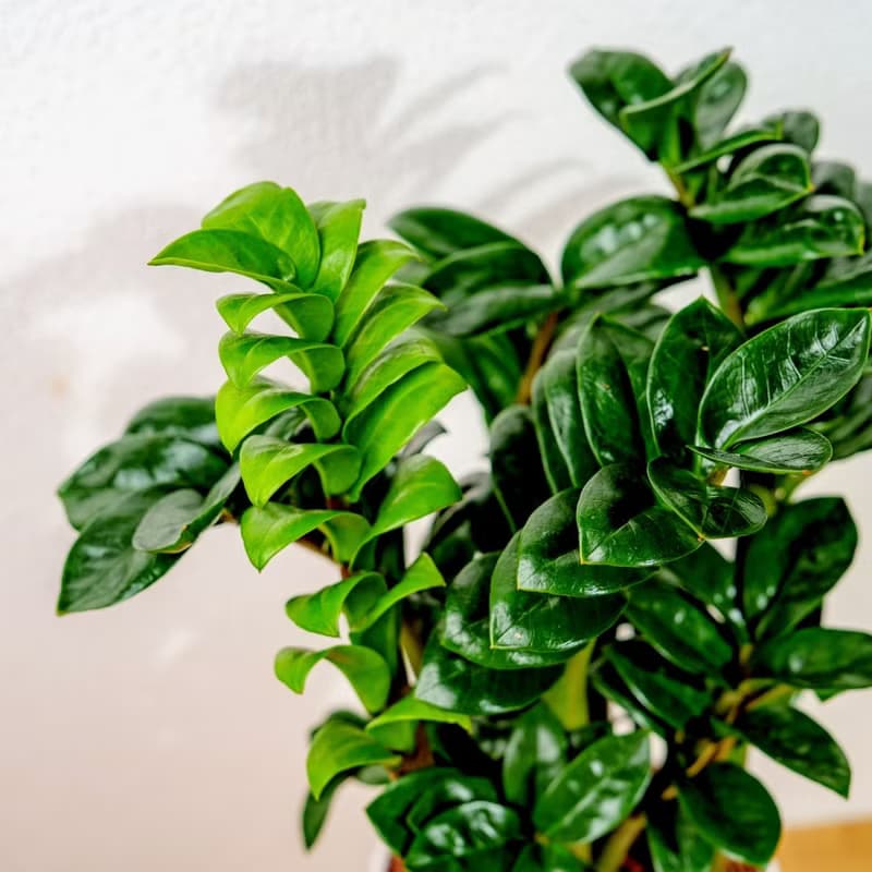 金錢樹白色高腳陶盆 桌上盆栽 室內植物 禮物