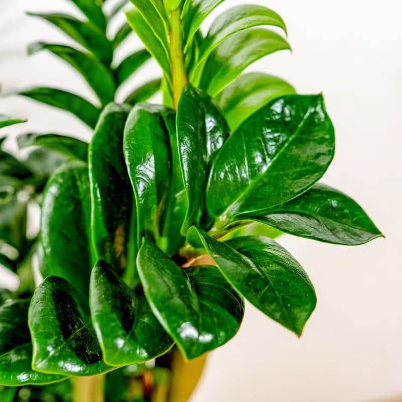 金錢樹白色高腳陶盆 桌上盆栽 室內植物 禮物