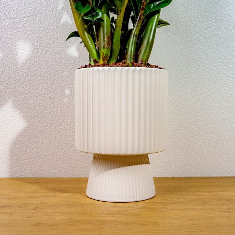 金錢樹白色高腳陶盆 桌上盆栽 室內植物 禮物