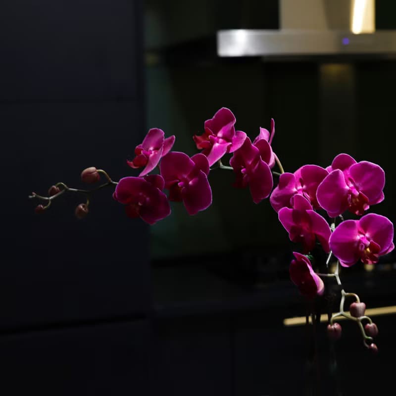 【蘭花盆栽】桃花嫣紅蝴蝶蘭盆栽 開幕送禮 升遷送禮 過年送禮