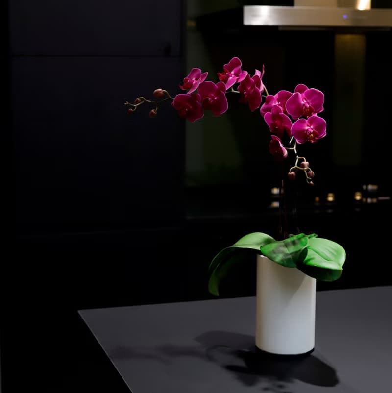 【蘭花盆栽】桃花嫣紅蝴蝶蘭盆栽 開幕送禮 升遷送禮 過年送禮