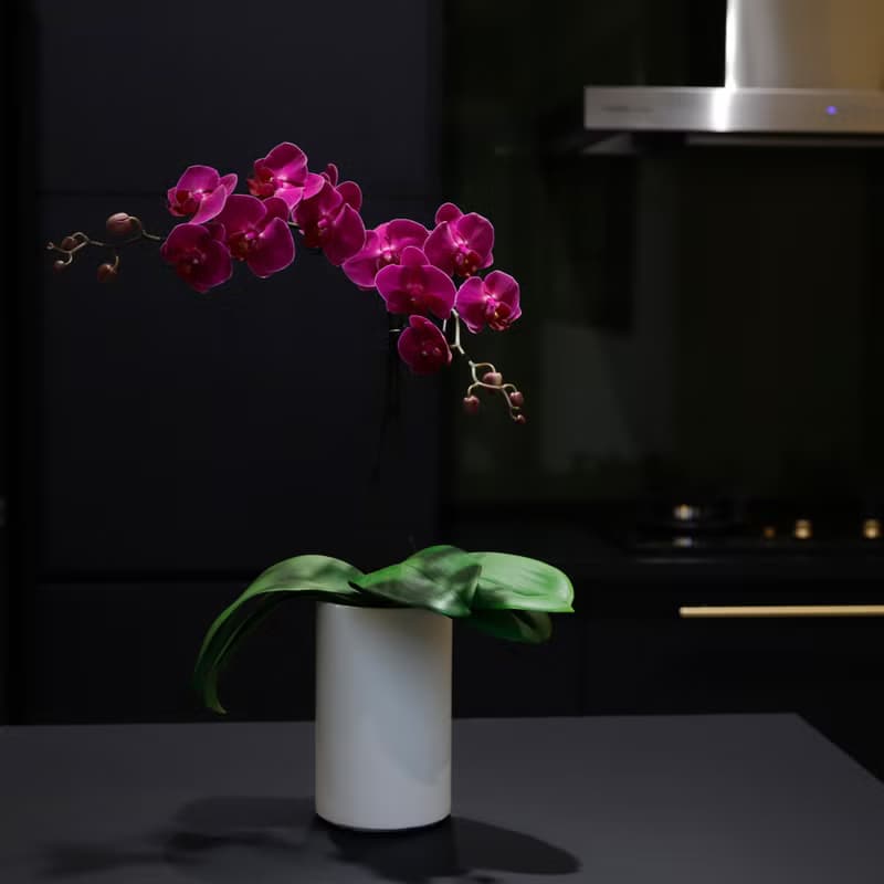 【蘭花盆栽】桃花嫣紅蝴蝶蘭盆栽 開幕送禮 升遷送禮 過年送禮