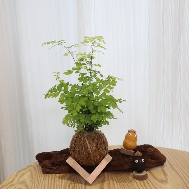 |鐵線蕨苔球| 贈送塑膠底座 / 植男人紳 手作苔球