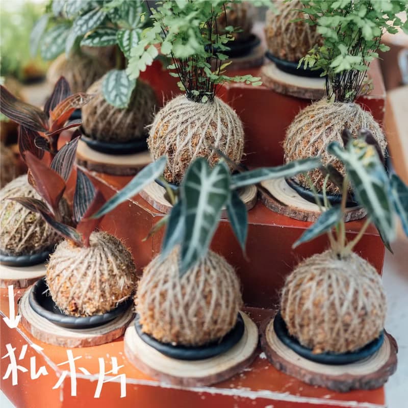 |鐵線蕨苔球| 贈送塑膠底座 / 植男人紳 手作苔球
