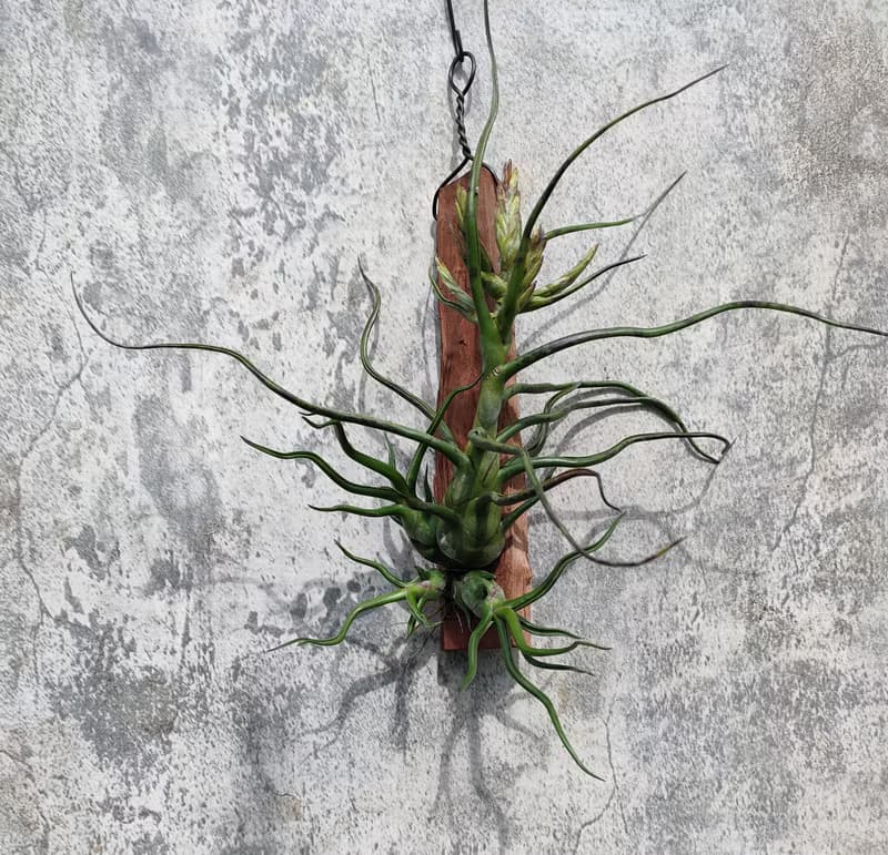 懸掛植物--空氣鳳梨小章魚文心蘭